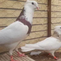 طوقی