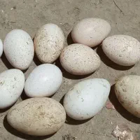 تخم بوقلمون نطفه دار
