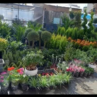انجام خدمات باغبانی گل و گیاه کاشت گل|خدمات باغبانی و درختکاری|تهران, پونک|دیوار