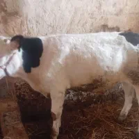 گوساله نر سیمینتال