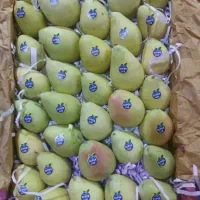 گلابی پلاستیکی