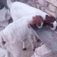 بز مری با دوتا کهره