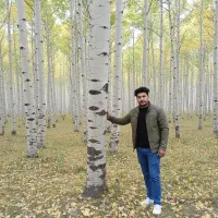 صنوبر، راهی سریع برای ورود به صنعت صادرات چوب|خدمات باغبانی و درختکاری|مشهد, کلاهدوز|دیوار