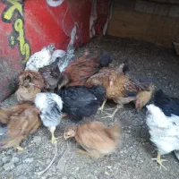 جوجه مرغ محلی کاکلی و از نژاد گلپایگانی