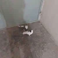 کبوتر|پرنده|قائن, |دیوار