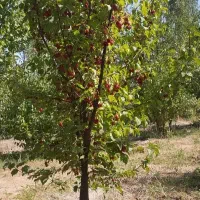 سیمکارت09104777127
