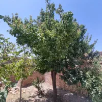 خانه ویلایی ، باغچه ( 30 درصد چک )