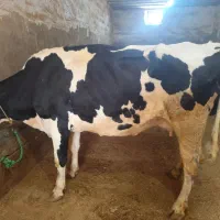 گوساله گاو شکسته کسل خرید فروش