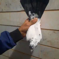 کبوتر|پرنده|شاهرود, |دیوار