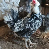 دوتا مرغ گلین چیل توسی