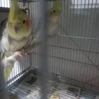 عروس هلندی مولد وسخنگو ومرغ عشق رنگین کمان|پرنده|کهریزک, |دیوار