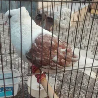 کبوتر|پرنده|گرگان, |دیوار