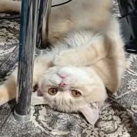 بریتیش پسر ۶ماهه عقیم نشده