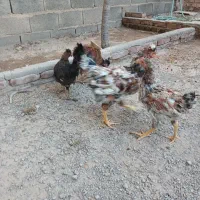 خروس ومرغ