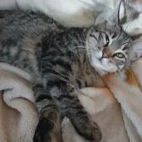 گربه نر ۷ ماهه