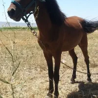 اسب نر یورقا