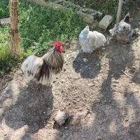 تخم نطفه دار کوشین