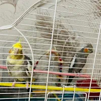 یک جفت عروس هلندی بهمراه قفس و لانه فروشی|پرنده|لنگرود, |دیوار