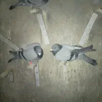 سه تا سبز|پرنده|خوسف, |دیوار