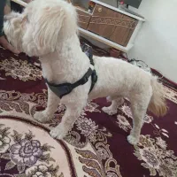 سگ نر نژاد تریر