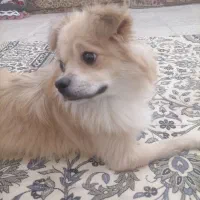 پامر.|سگ|قم, شاه ابراهیم|دیوار