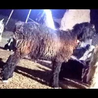 بره قوچی