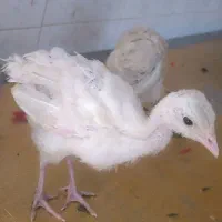 جوجه بوقلمون 4ماهه