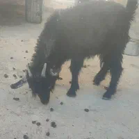 فروش گتاچ، گوسفند