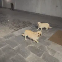 سگ نژاد دار خونگی پاکوتاه نژاد اشپیتز