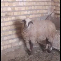 میش رومانف ابستن