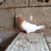 ماده کله زرد،فروشی|پرنده|بم, |دیوار