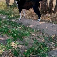 سگ ماده سرابی