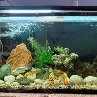 آکواریوم با ماهی وسایل کامل فروشی|ماهی|بروجرد, |دیوار