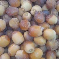 خرماهلیله