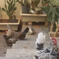 تخم نطفه دار بلژیکی|حیوانات مزرعه|قم, شهرک سازمان آب|دیوار