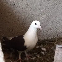 کبوتر دوکت