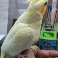 عروس پاریس اهلی|پرنده|سوسنگرد, |دیوار