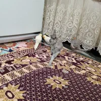 فروش عروس هلندی به صورت یکجا و تکی