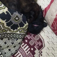 سگ پاکوتاه|سگ|گرگان, |دیوار