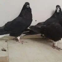 کبوتر دم سفید|پرنده|فولادشهر, A2|دیوار