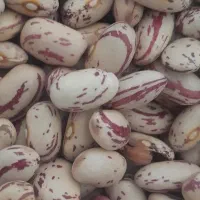 لوبیا چیتی
