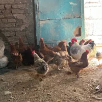 فروش ۱۷ عدد مرغ محلی