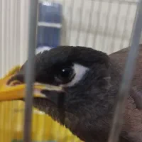 جوجه مرغ مینا نر 5 ماهه دستی با قفس|پرنده|قدس, شهرقدس|دیوار