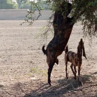 بز افغانی گمشده