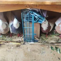 کبوتر طوقی معاوضه