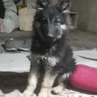 سگ نژادداراصیل ژرمن شیپر|سگ|ازنا, |دیوار