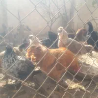 مرغ و خروس اردک و غاز|حیوانات مزرعه|هشتگرد, فاز ۱ مهستان|دیوار