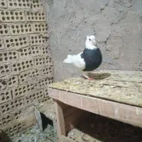 کبوتر نر|حیوانات|بروجرد, |دیوار