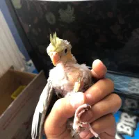 عروس هلندی سرلاکی ومهربون