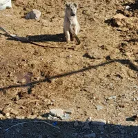 فروش یک عدد سگ ماده|سگ|زید آباد, |دیوار